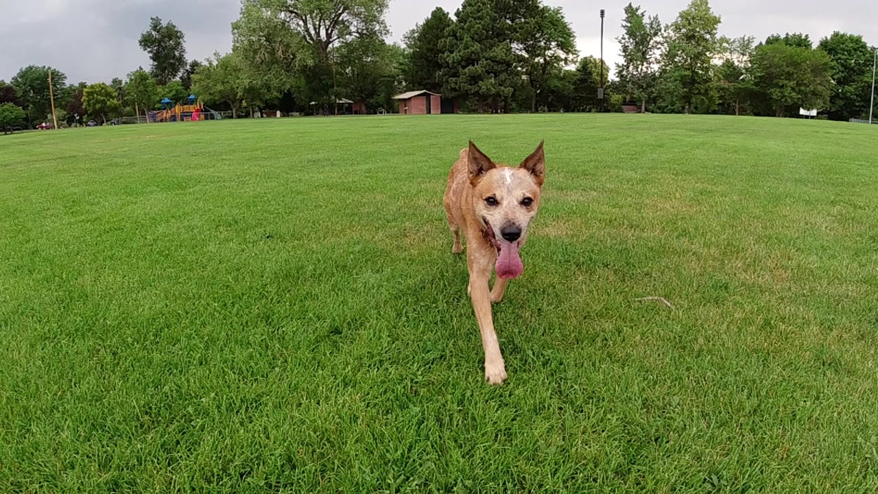 Brown medium-sized dog running toward a ground-level camera in a Colorado green grass field, no visible people, tree line and sky visible in background
