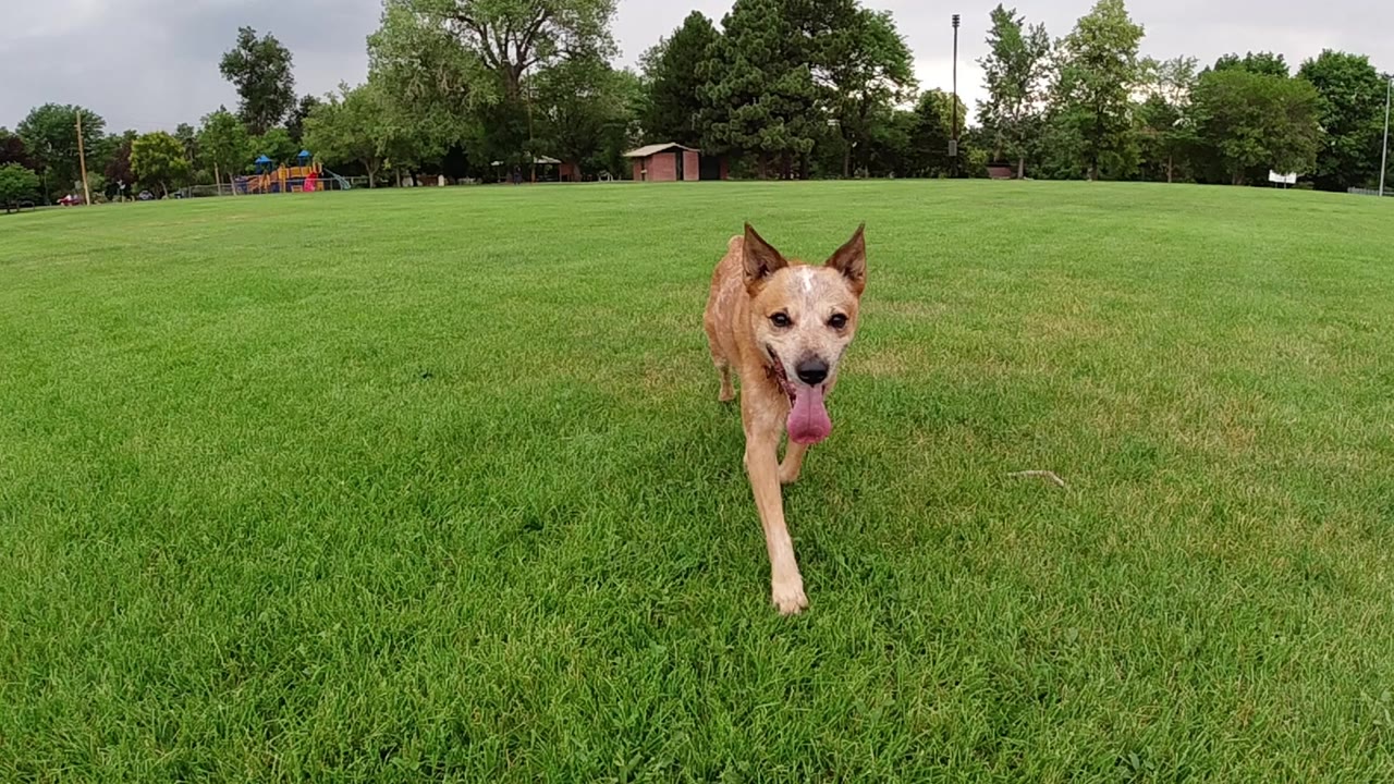 Brown dog running closer toward a ground-level camera in a Colorado green grass field, no visible people, trees in background