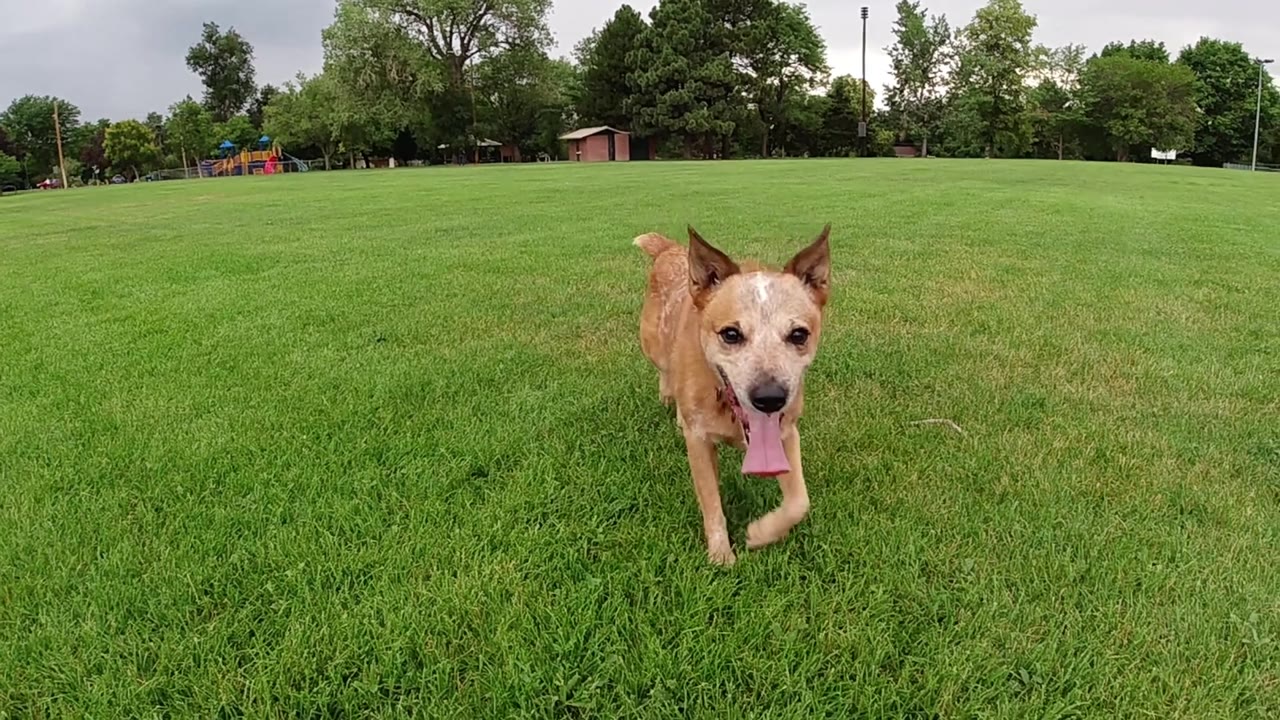 Brown dog approaching a ground-level camera in a Colorado grassy field, no visible people, red collar discernible, tree line behind
