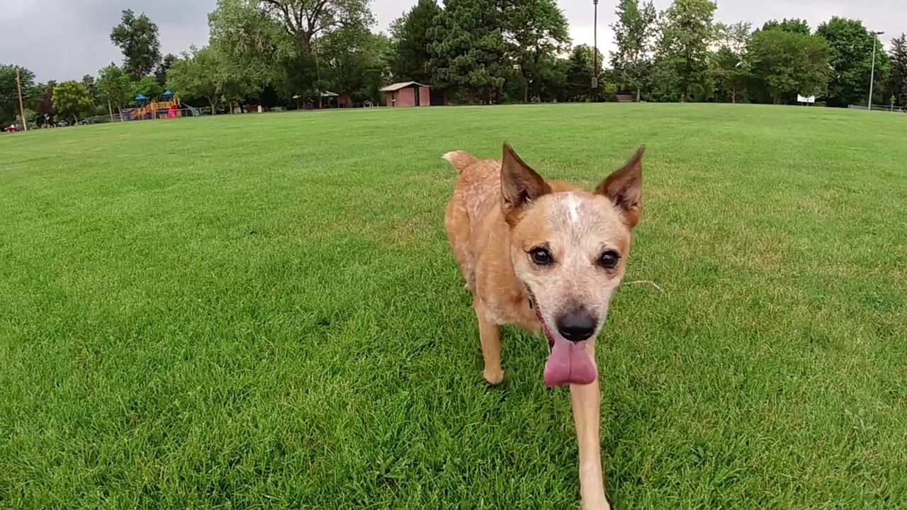 Brown dog with red collar approaching in a sunlit Colorado green grass field, no visible people, trees and sky in background