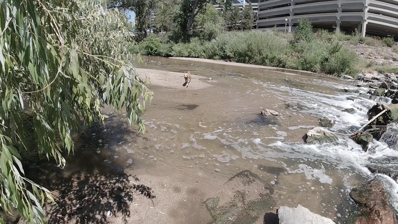 Drone aerial shot one second in over a Colorado stream or weir, showing drooping willow branches upper left, white foamy water at center, a dry sandy bank below, and a white fence or bridge at upper right; no people are clearly identifiable at this altitude.
