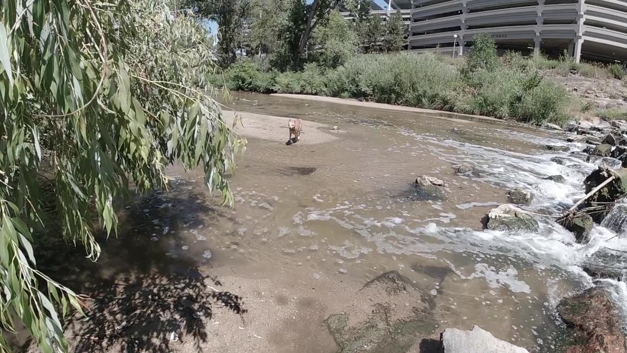 Aerial view of a willow tree at upper left, white foamy stream water center-right, a sandy bank below, and a white fence or bridge at the top.