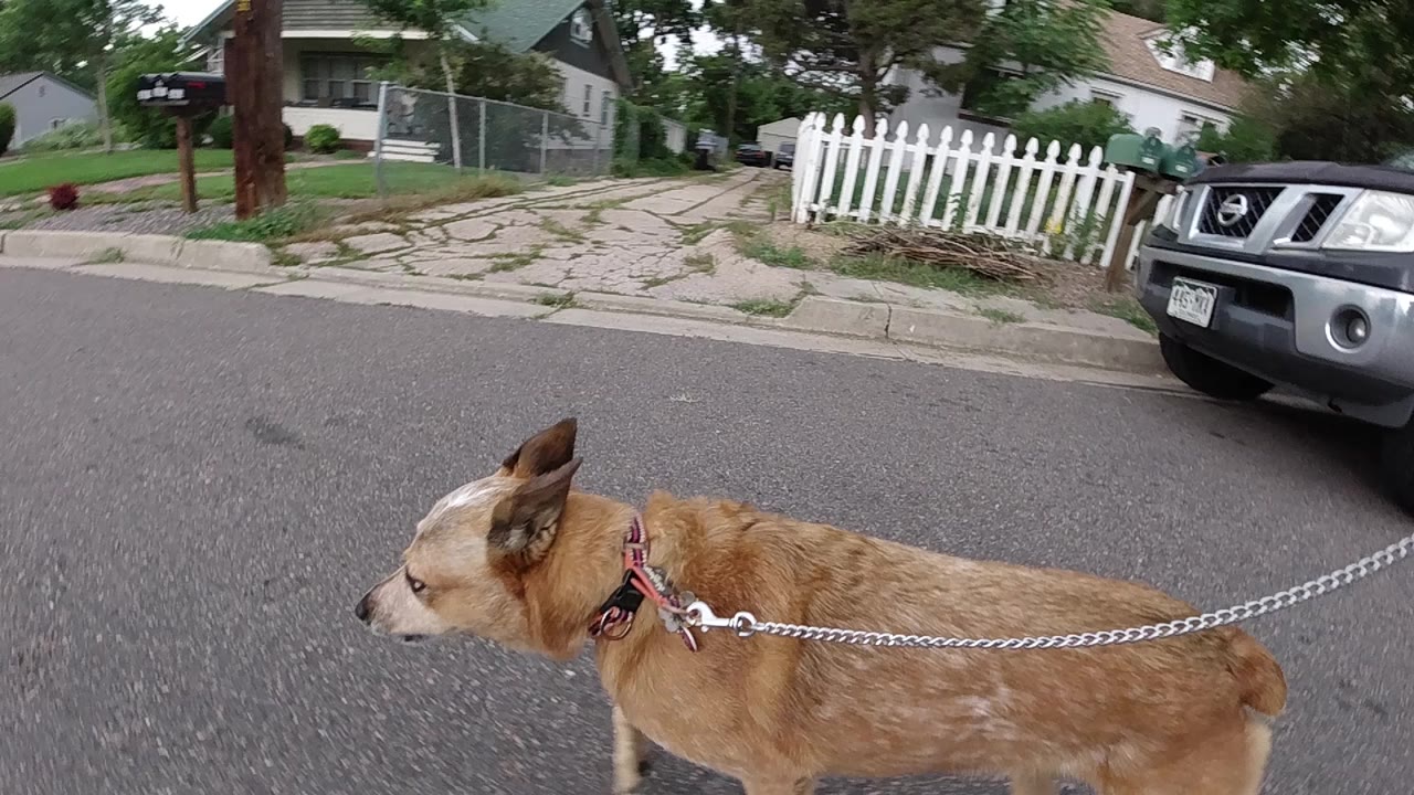 Tan dog on leash walking along a Denver residential street at clip open, dark parked vehicle visible in background upper left, no visible people