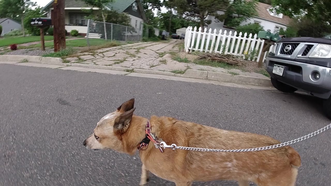 Tan leashed dog mid-stride along a Denver residential street, dark parked vehicle partially visible in background upper left, no visible people