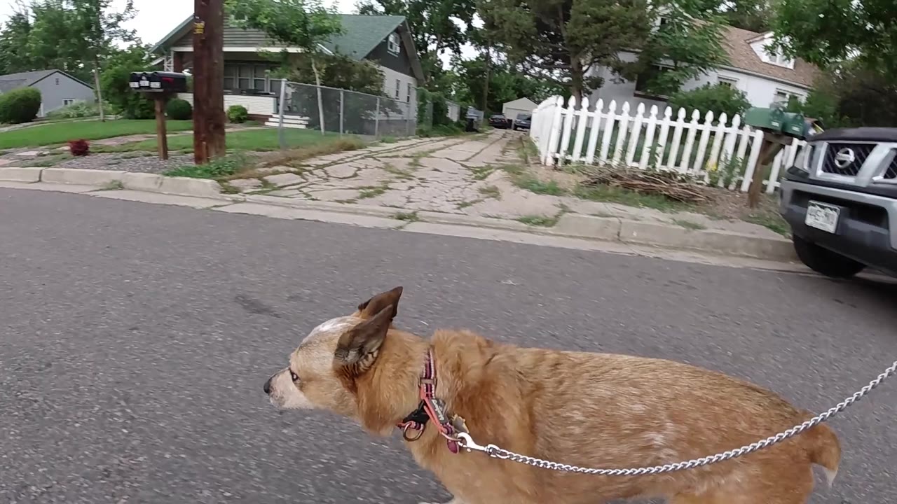 Tan leashed dog walking along a Denver residential street with homes and trees in background, dark vehicle less prominent, no visible people