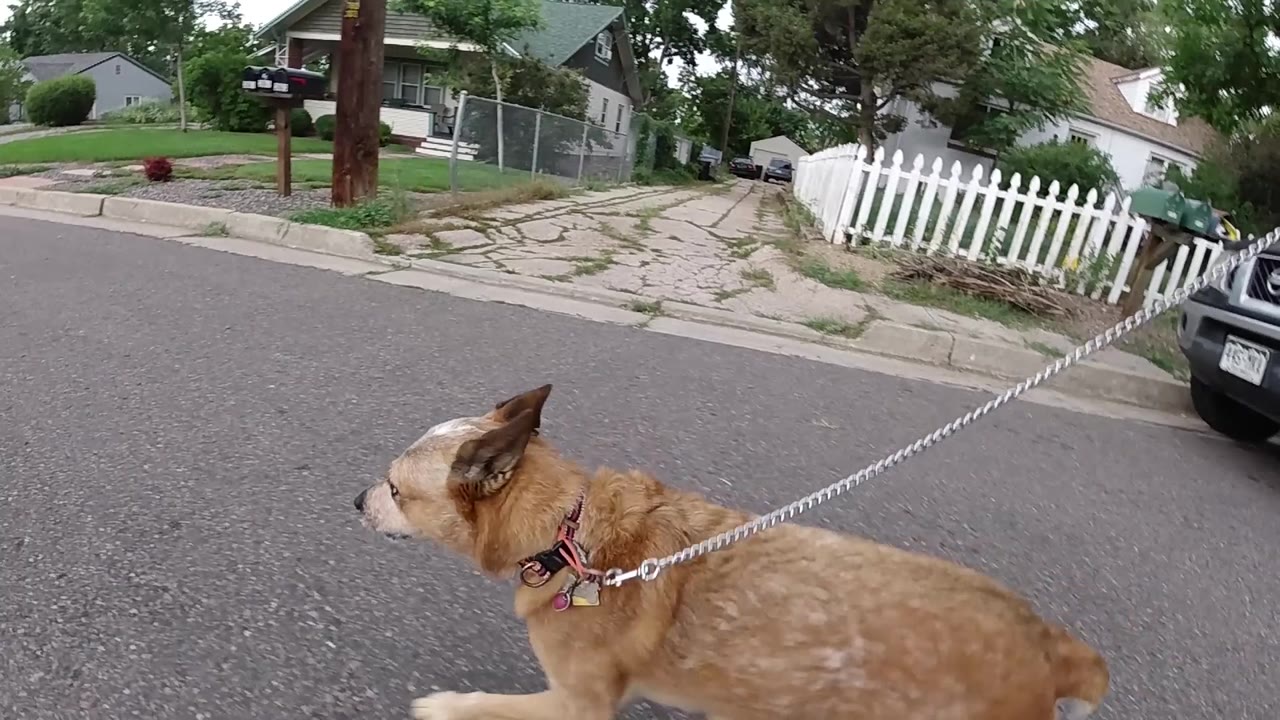 Tan leashed dog walking with white picket fence visible in background