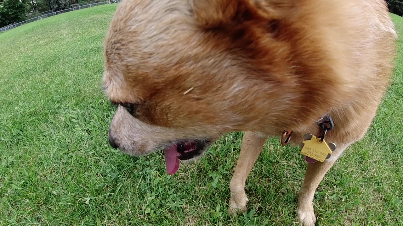 Ground-level camera looks up at a Red Heeler's back and partial head as the dog stands over it in a green grass meadow in Denver, Colorado; no visible people