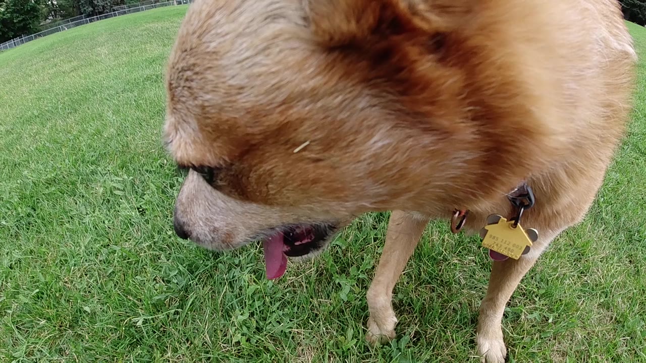 Red Heeler's back and partial head from above, yellow collar tag visible, green grass background