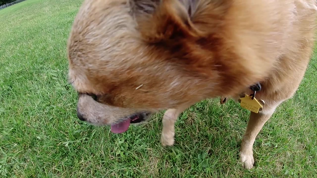Slightly overhead shot of the Red Heeler's back and flanks, short golden-brown coat in natural light, green meadow grass visible; no visible people