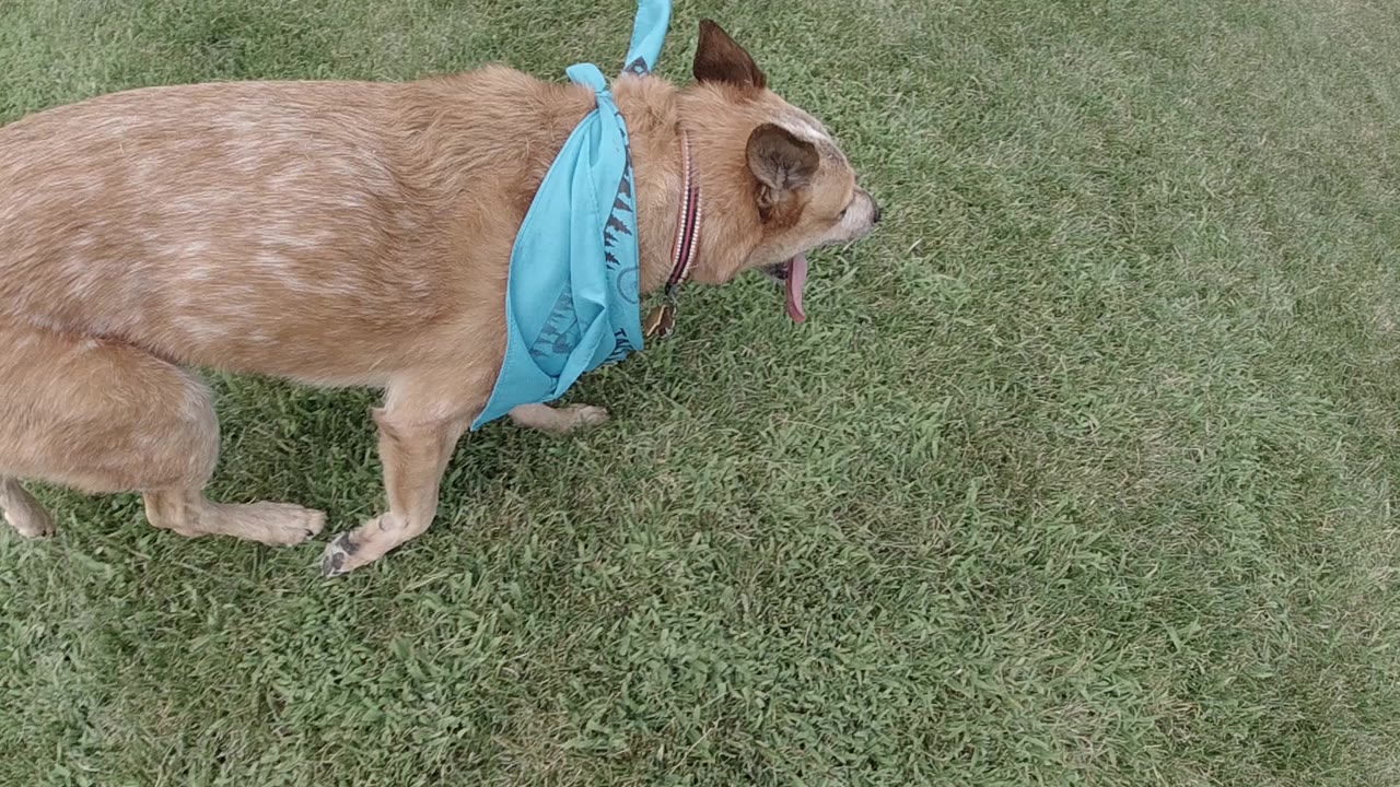Australian Cattle Dog wearing a blue bandana on green grass in a Denver park, shot from overhead drone at close range; no visible people.