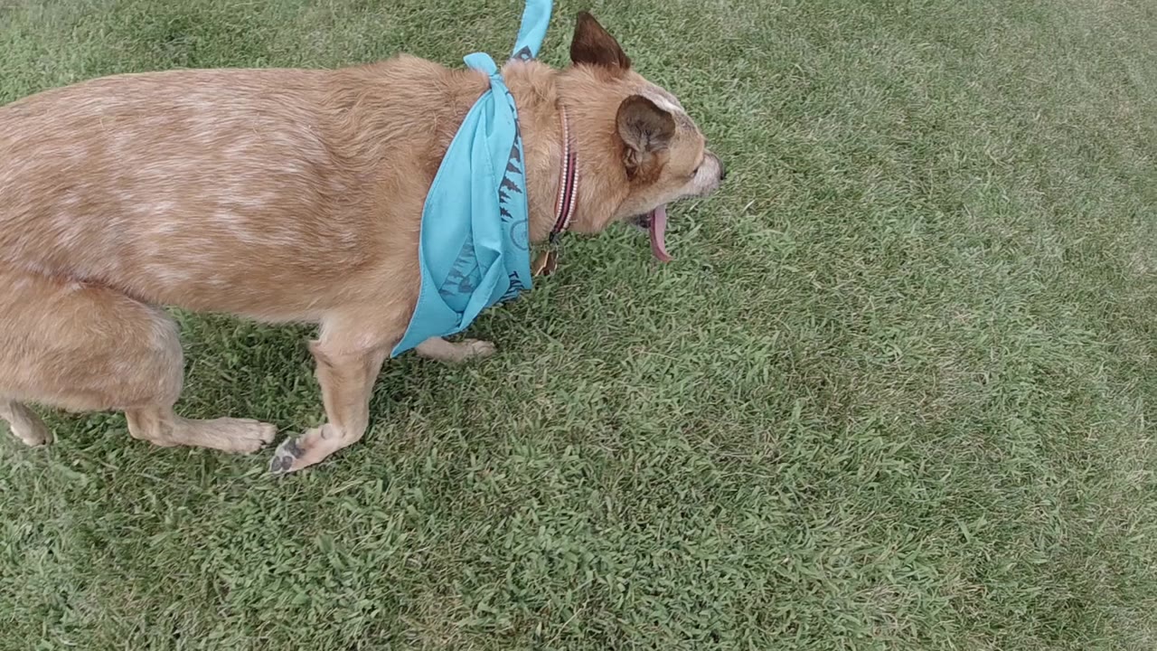 Australian Cattle Dog with blue bandana trotting on green grass, overhead drone view.