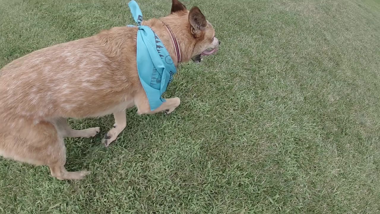 Australian Cattle Dog with blue bandana runs away from the overhead drone camera across green park grass in Denver; no visible people.