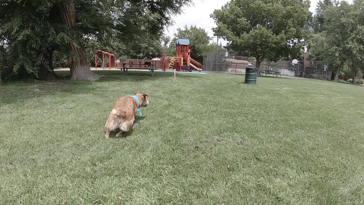 Dog continues running away across the lawn near a playground.
