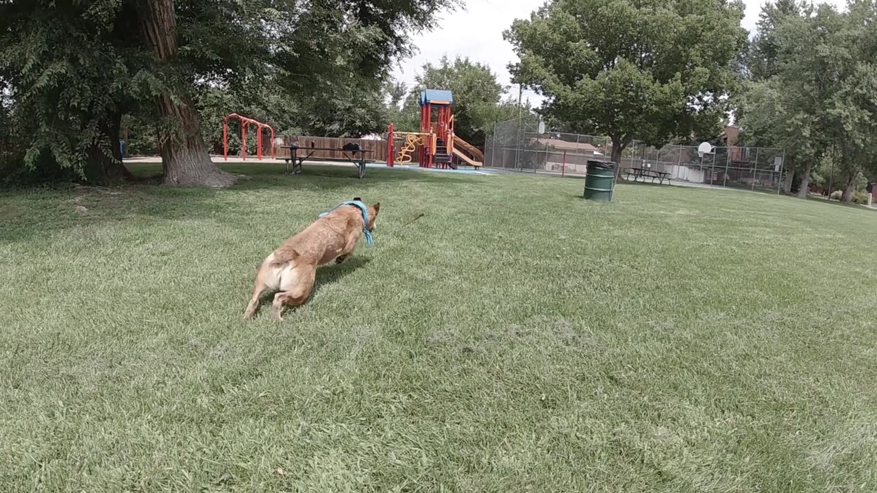 The tan dog sprints diagonally across the open Denver park grass, with its body stretched in motion and playground equipment behind the field.