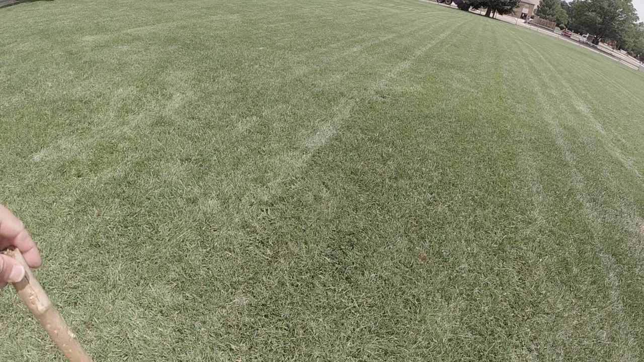 The hand keeps the stick in the foreground over the Denver lawn, with mower lines leading toward trees and no visible people.