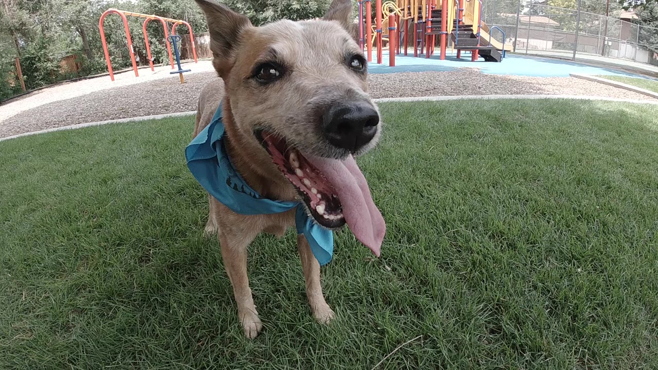 A tan dog in a blue bandanna faces the camera with its tongue out on grass in Denver, with red playground equipment behind it and no visible people.