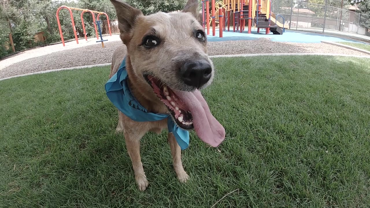Smiling dog with tongue out in front of playground equipment