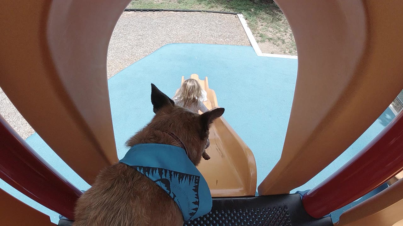Dog watching a child at the top of a playground slide.