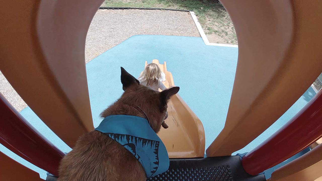 The dog remains in the foreground of the Denver playground slide as the child faces downhill toward the blue play surface.