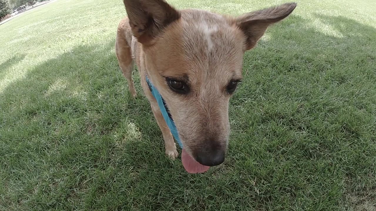 At 0:00, a red heeler stands very close to the lens on a Denver park lawn, tongue partly out, blue bandana visible, and no visible people.