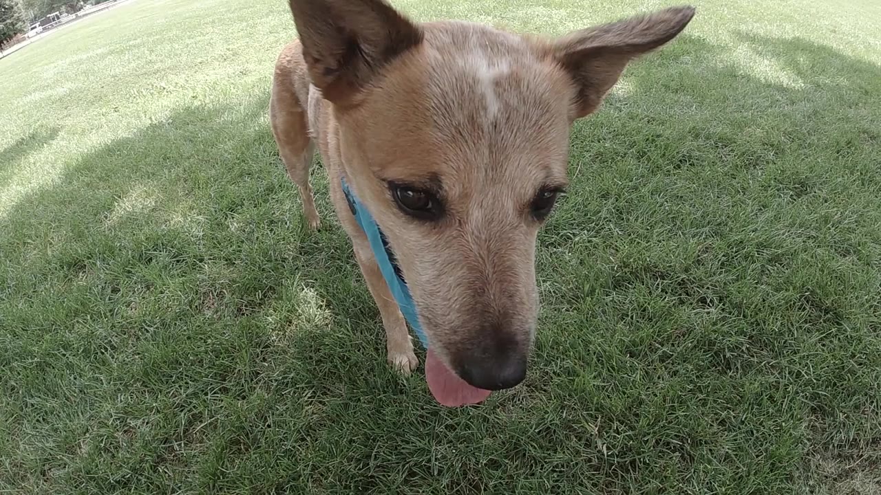 At 0:01, the red heeler lowers its muzzle slightly while standing in the grass at the Denver park, with one ear cropped near the top and no visible people.