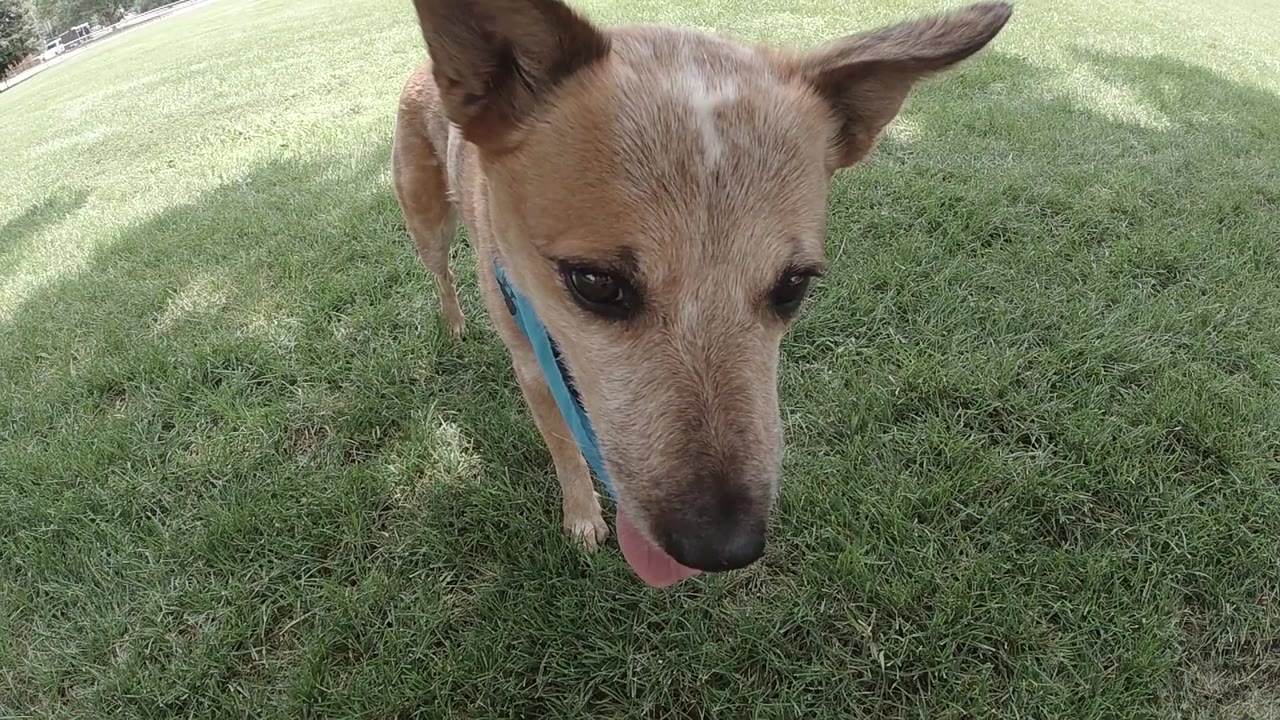 Close dog face over grass with blue bandana along the neck.