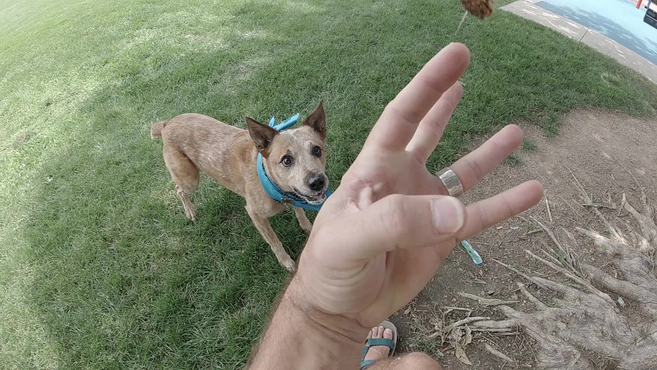 Tan dog in a blue bandanna watches a raised hand on grass.