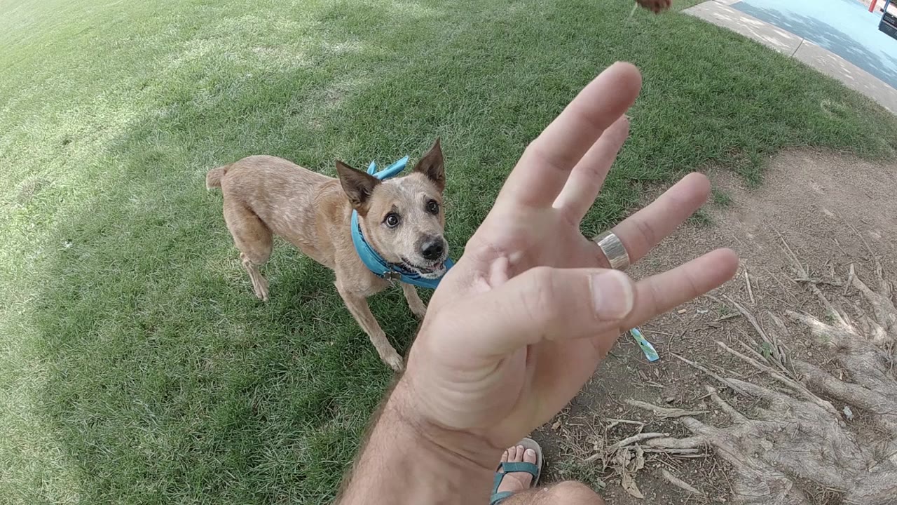 The dog remains attentive below a hand with fingers spread, standing on green grass beside exposed roots in Denver.