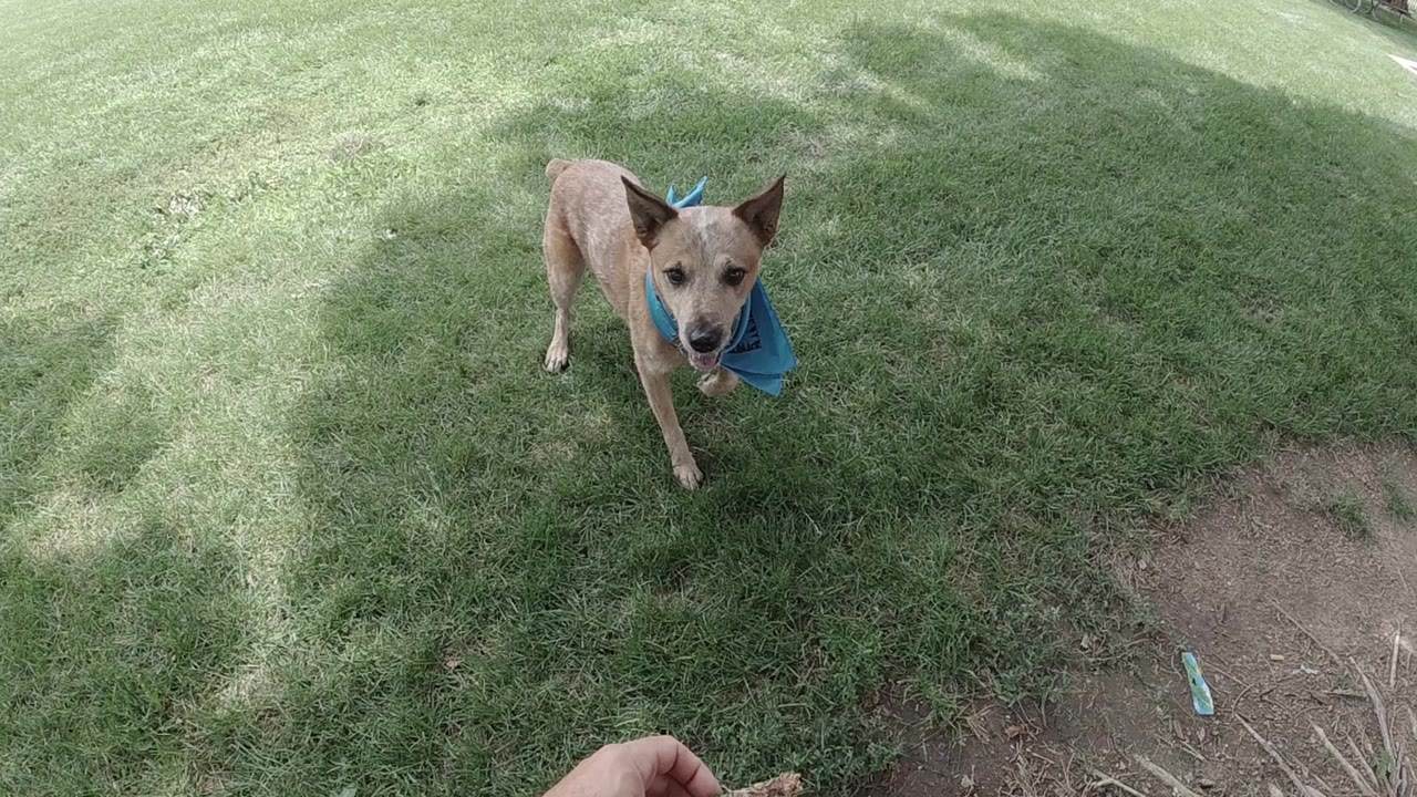 Red Heeler with blue bandana in motion across green park grass, overhead drone perspective, Denver, no visible people