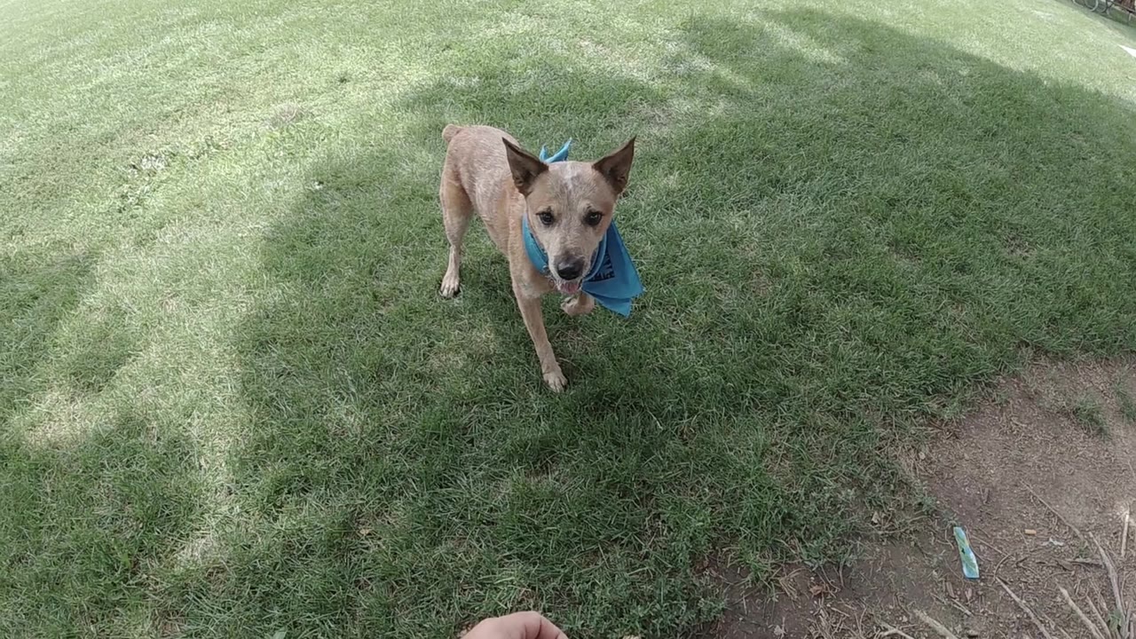 Australian Cattle Dog with blue bandana running on green grass, head slightly raised, overhead drone perspective, Denver park, no visible people