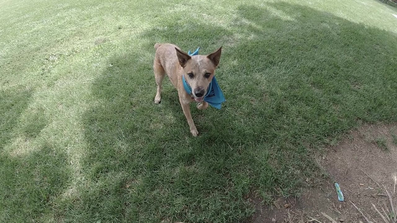 Red Heeler running on green grass with bare dirt patches visible from above