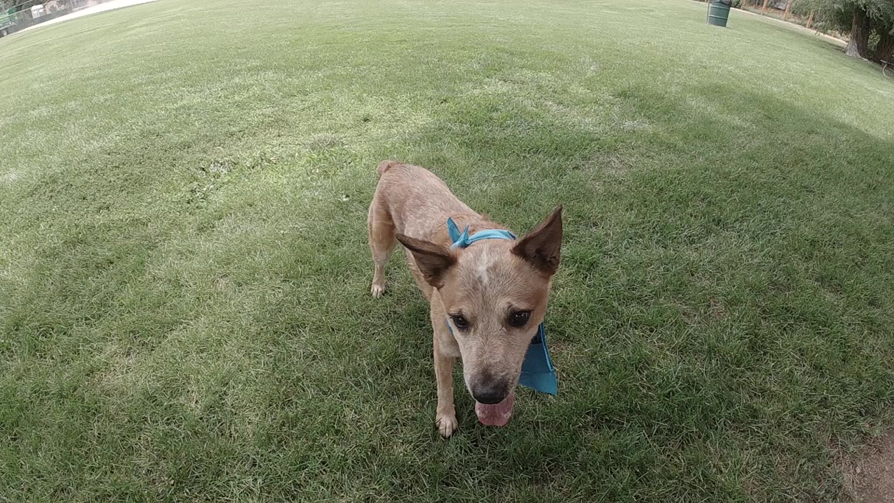 A tan Australian Cattle Dog wearing a blue bandana stands near the lower left of a green lawn in Denver, with no visible people.
