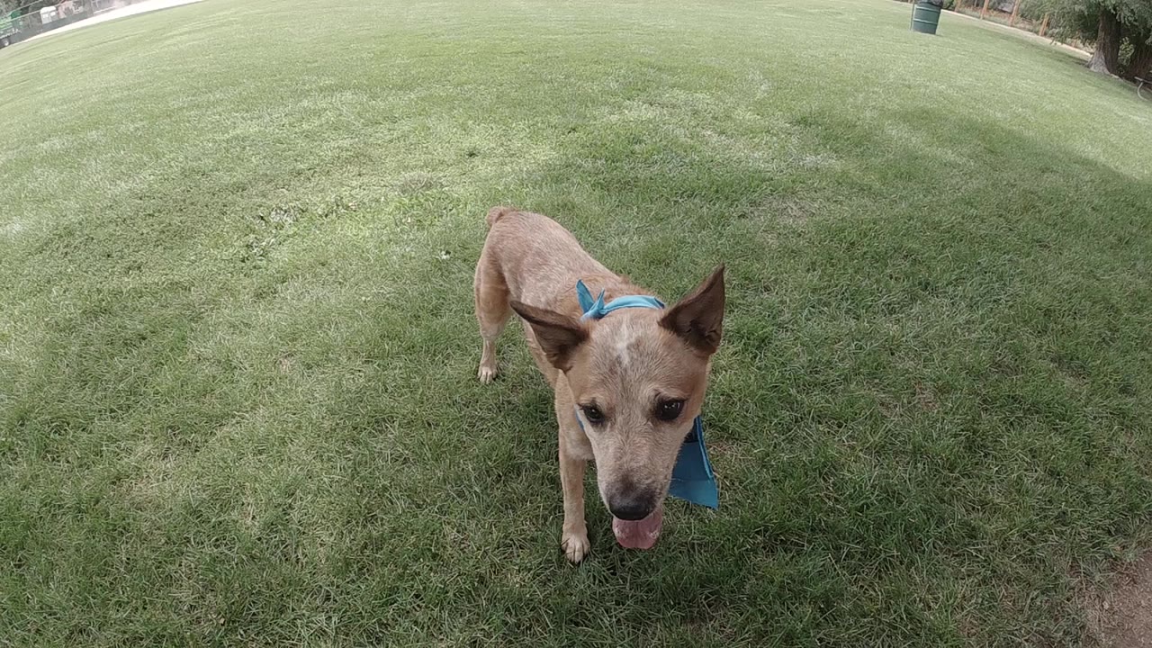 The Red Heeler faces the low camera on a mowed Denver lawn, its ears upright and blue bandana visible, with no visible people.