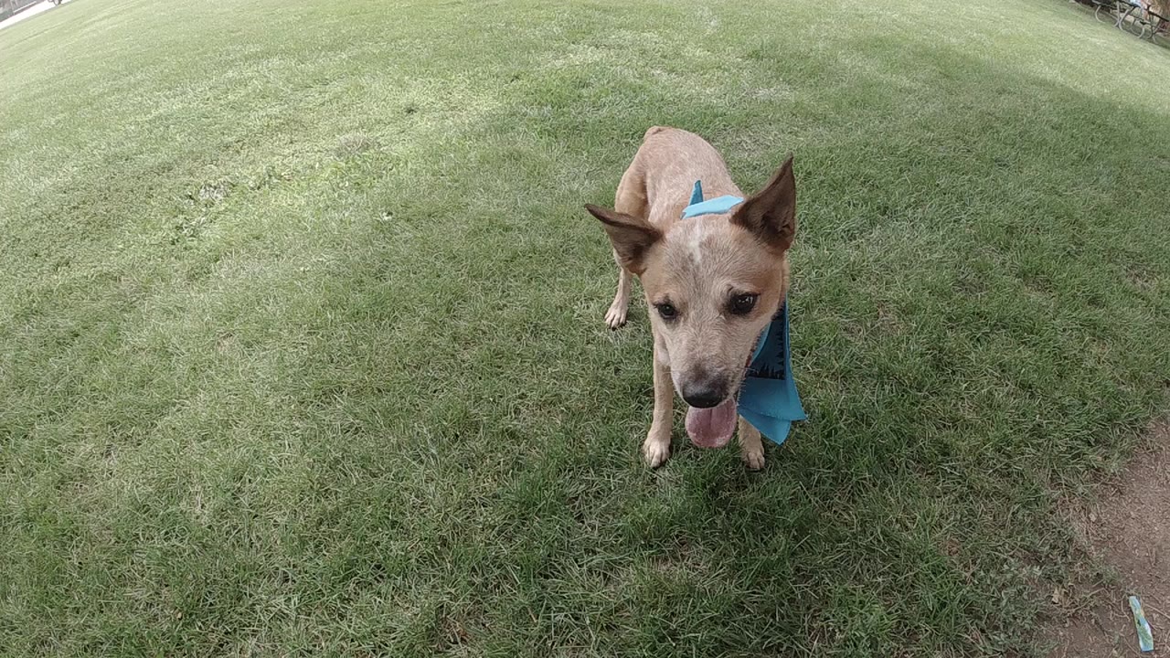 Tan Australian Cattle Dog in a blue bandanna stands on a green lawn in Denver, looking up toward the camera with no visible people.