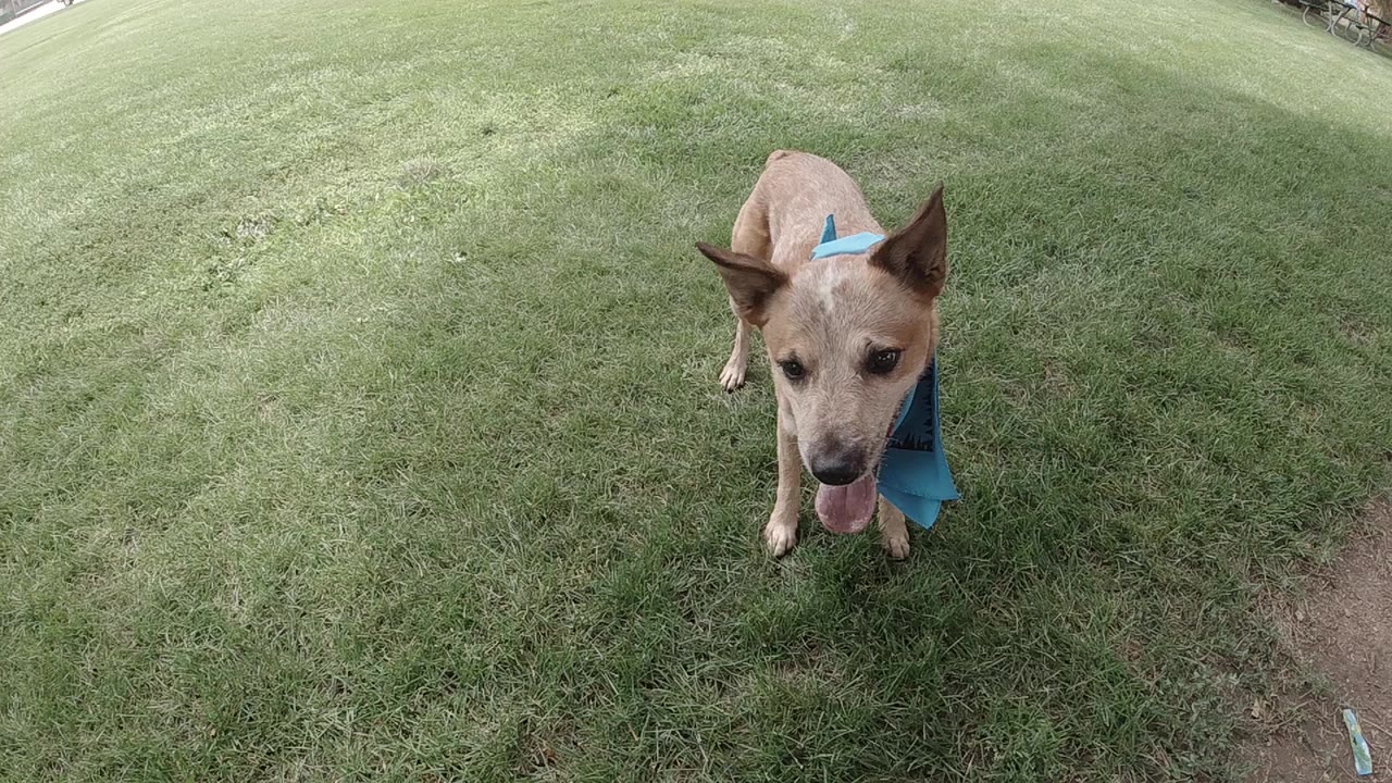 The dog remains centered on the Denver lawn, ears raised and mouth open slightly, with the blue bandanna visible and no visible people.