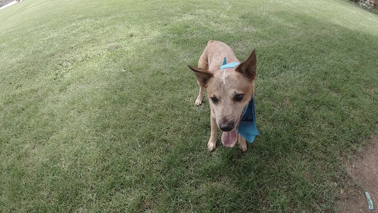 Attentive dog standing on green grass