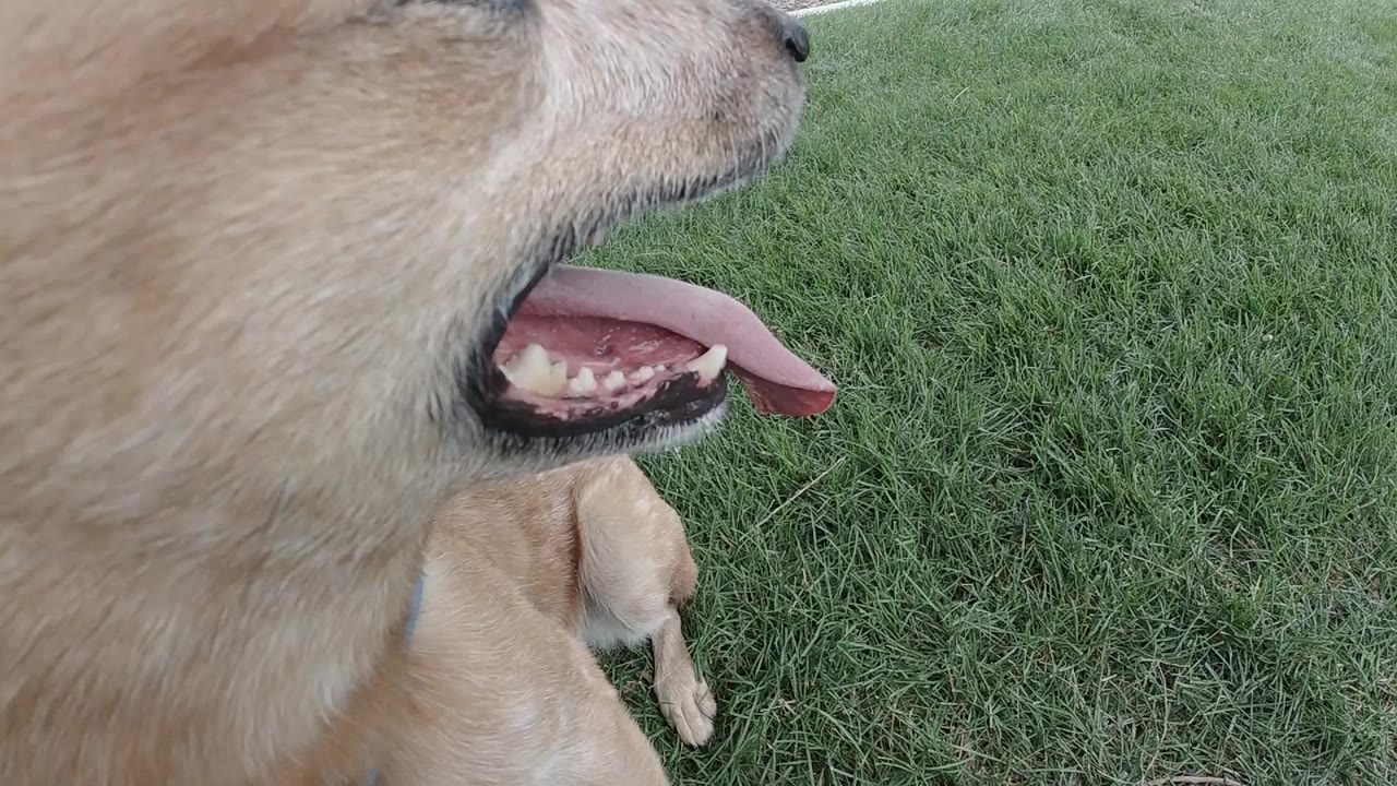 At 0:00 in Denver, a tan dog's open mouth and pink tongue fill the left foreground above green grass, with no visible people.