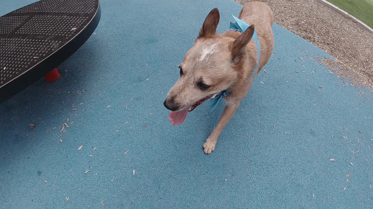 A tan Australian Cattle Dog in a blue bandana walks across blue playground flooring in Denver, with black play equipment at the edge and no visible people.