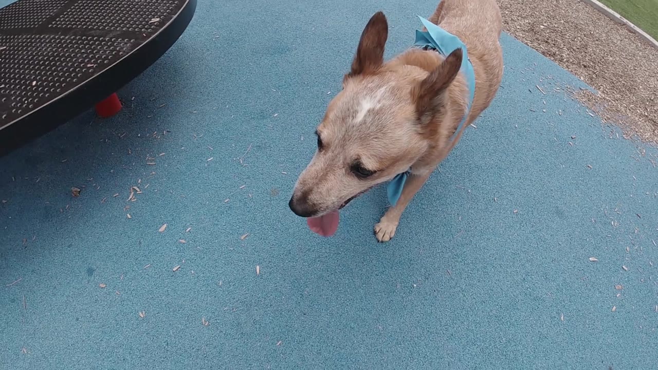 Dog's head and shoulders near the right side of a blue playground surface.