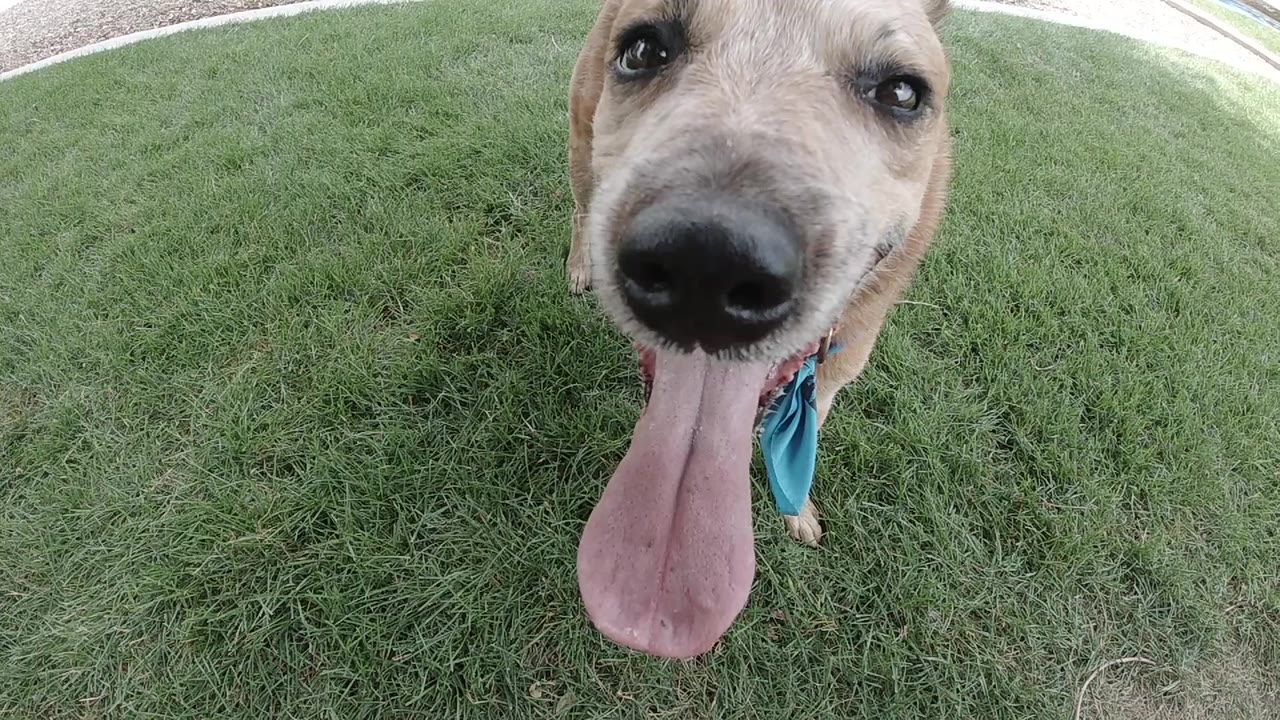 At the start of the Denver clip, a tan dog leans close to the lens with its black nose, long tongue, and blue bandana visible against green grass, with no visible people.