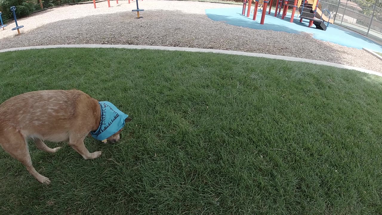 Small tan dog wearing a blue bandanna stands on green grass in an outdoor park setting; no visible people in this frame.
