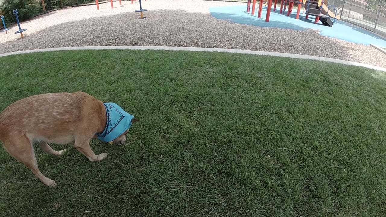 Small tan dog wearing a blue bandanna is positioned on green grass in an outdoor park; no visible people in this frame.