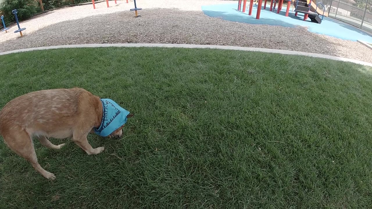 Small tan dog with blue bandanna on grass, human hand beginning to enter frame at left edge