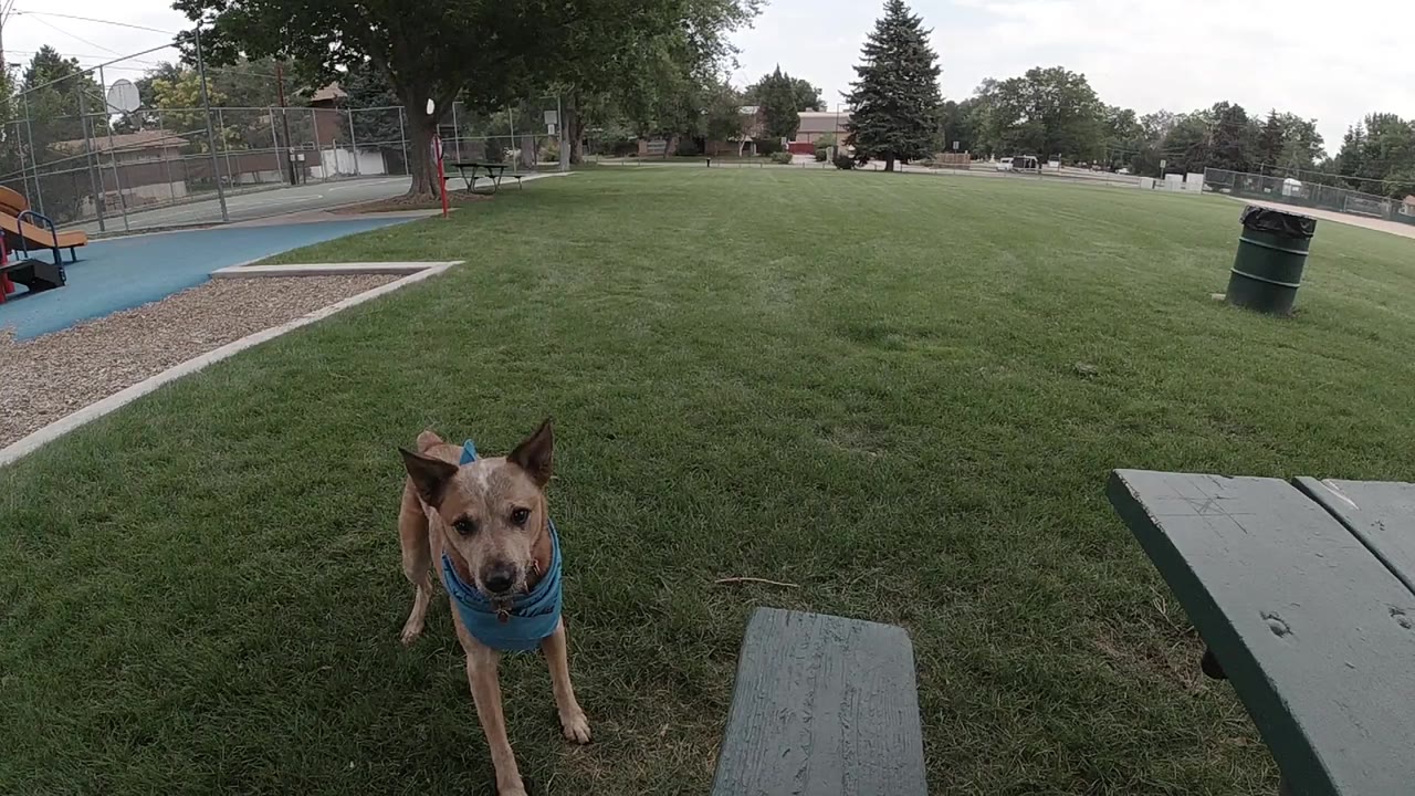 Small brown dog in blue bandanna standing on grass near a bench edge.