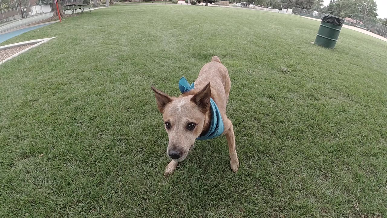A tan Australian Cattle Dog in a blue bandana stands close to the camera on Denver park grass, with a dark trash can in the distance and no visible people.
