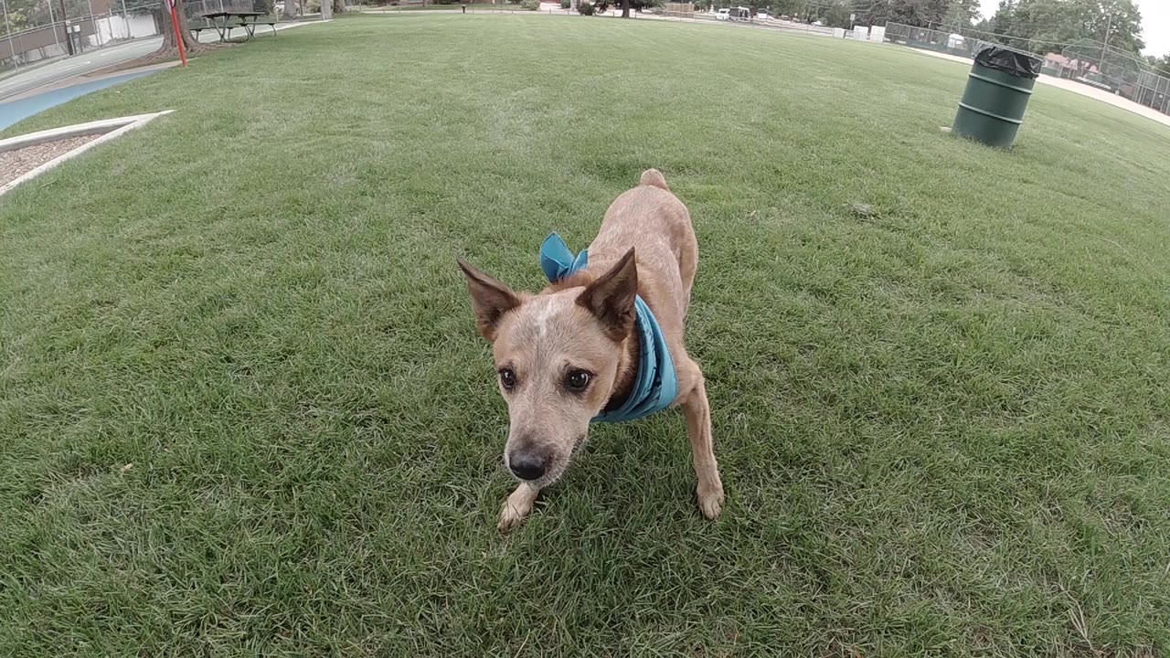 The dog faces the low wide camera on the Denver grass, ears upright and body angled slightly right, with the park edge faint behind it and no visible people.