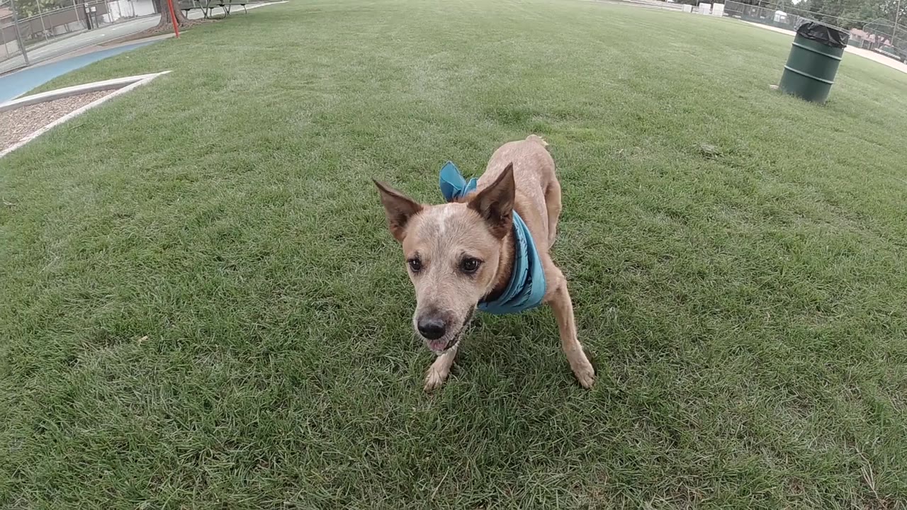 Alert dog standing on green grass