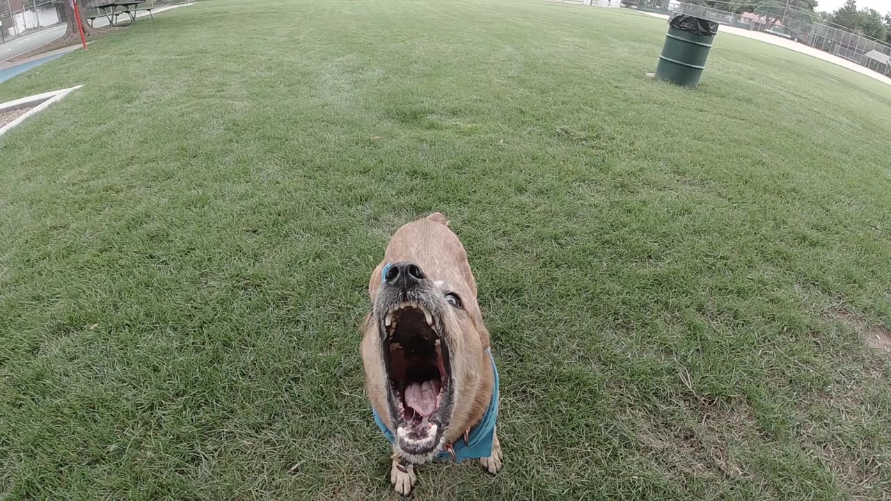 Tan Australian Cattle Dog wearing blue bandana, mouth open in sustained bark with tongue visible, standing on green grass; no visible people