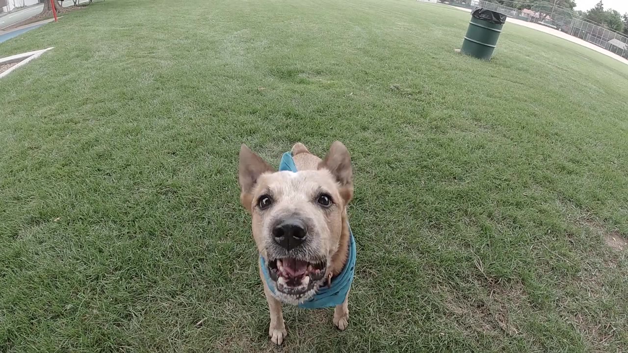 Tan Australian Cattle Dog with blue bandana, mouth moderately open and ears upright in alert stance, on green grass; no visible people