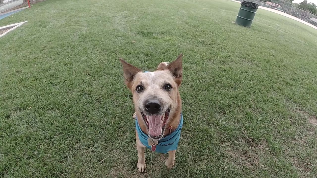 Tan dog standing on grass with mouth nearly closed, looking directly at camera
